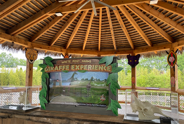 White Post Farms' New Giraffe Feeding Encounter