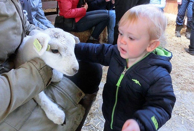 Things to do in NJ with babies petting zoo