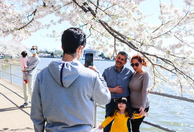 DC cherry blossoms at the Tidal Basin