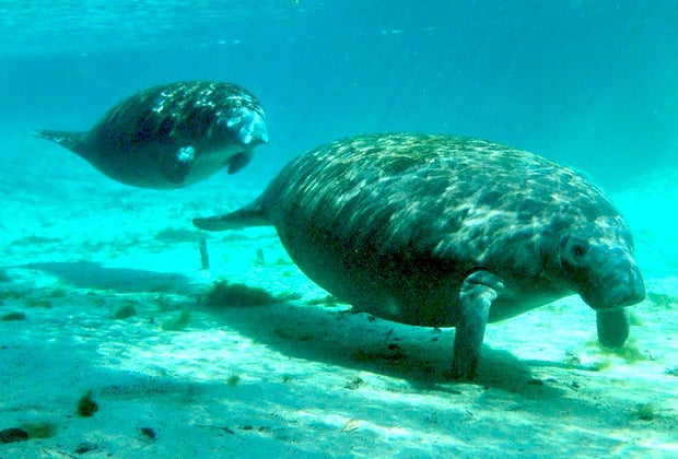 Manatee Lagoon in West Palm Beach, Florida