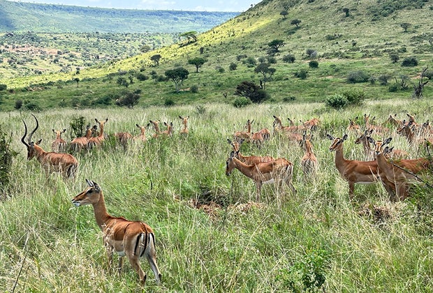 Planning a Perfect Family African Safari Vacation: gazelles