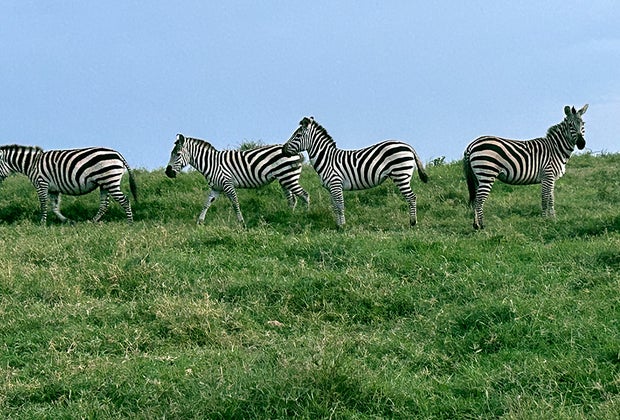Planning a Perfect Family African Safari Vacation: zebras safari