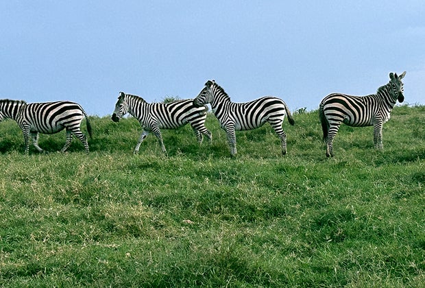 Planning a Perfect Family African Safari Vacation: zebras safari