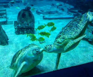 Photo via Camden Adventure Aquarium