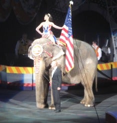 Ringling Bros and Barnum & Bailey Circus elephant