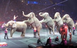Elephants at Ringling Bros and Barnum & Bailey Circus