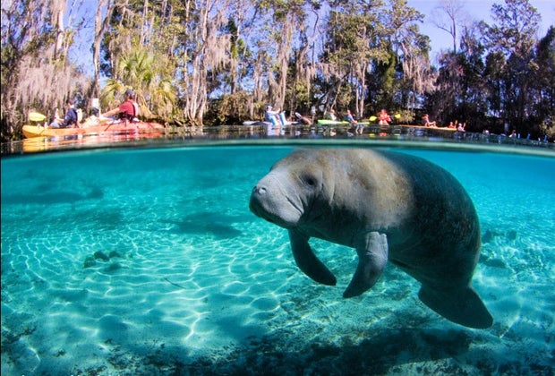 Best Places to See Manatees Near Orlando