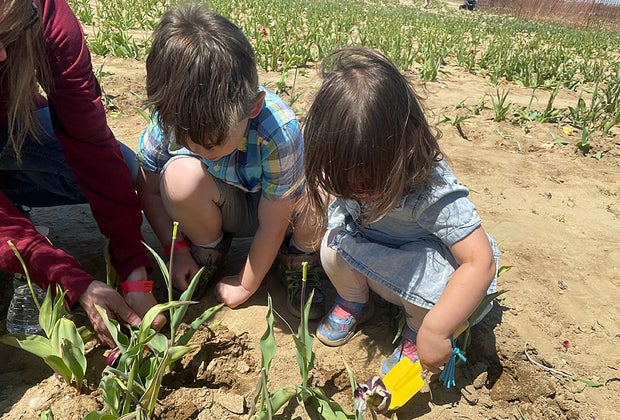 Waterdrinker Family Farm: Dig Day at the Tulip Festival