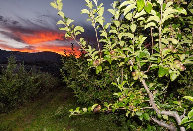 Apple Picking near Los Angeles: Volcan Valley Apple Farm