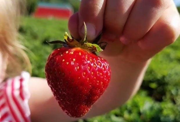 101 Fun Facts For Kids: Strawberries are the only fruit with seeds on the outside