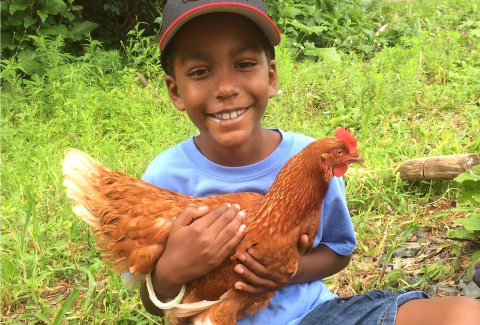 Making new friends at Waltham Fields Community Farm. Photo courtesy of the farm