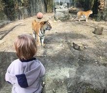 Playful tigers are so close, you feel like you're in the cage with them at the family-friendly Cohanzick Zoo.
