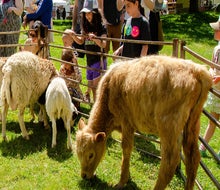The Sheep and Wool Festival in Chestnut Ridge features crafts, a petting zoo, pony rides, and more. Photo courtesy of the event