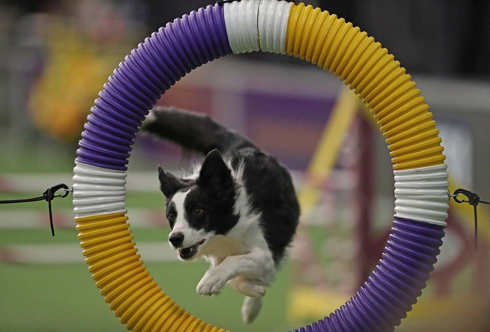 Westminster Kennel Club