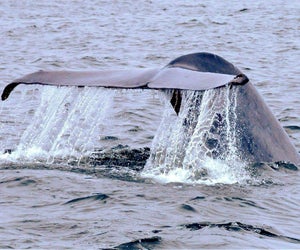 Learn about the ocean's gentle giants as Whalefest Monterey goes virtual. Photo courtesy of Whalefest Monterey