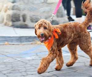 Wiggle Waggle Walk Your Block, photo courtesy of Pasadena Humane 