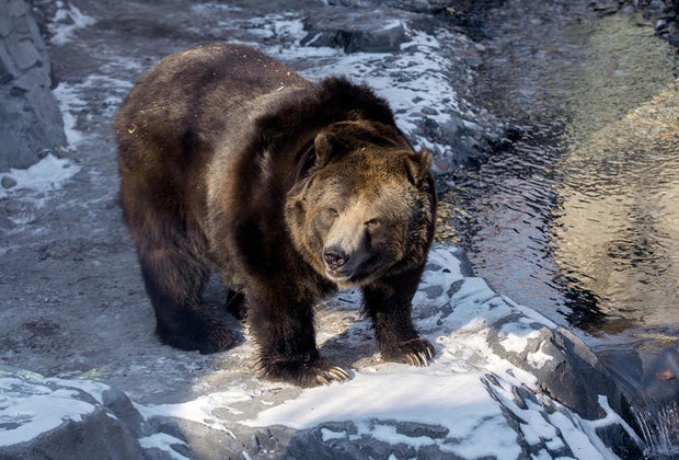 Brown Bear at Central Park Zoo STEM Matters