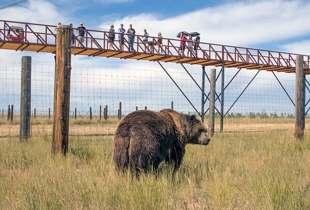 Family-friendly things to do in Denver: The Wild Animal Sanctuary