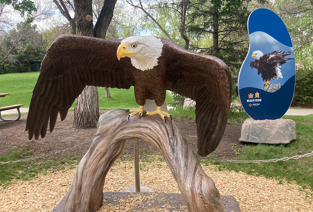 bald eagle: Interactive Wildlife Rescue at the Philadelphia Zoo