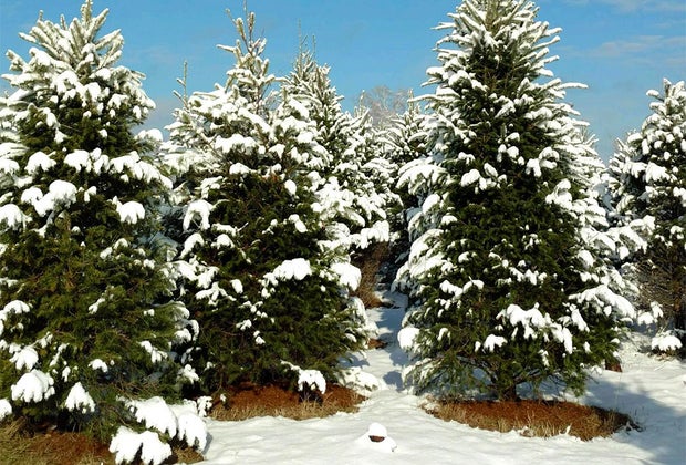 Christmas tree farms near NYC: Wilkens Farm