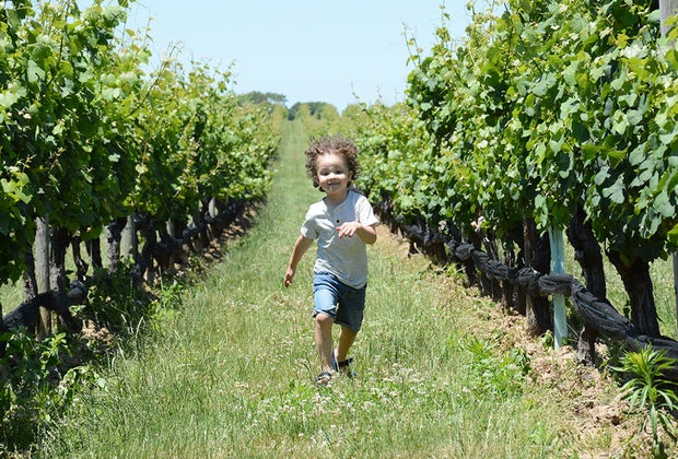 Child runs through rows of grapes at Pindar Vineyards