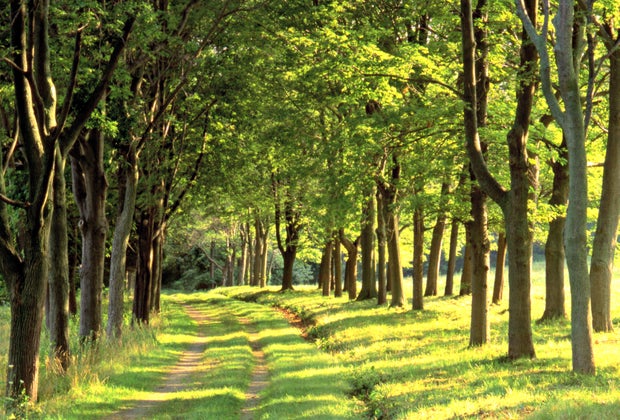 Photo of World's End forest - Stroller-friendly hikes in Boston