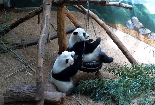panda pushing another panda on a swing